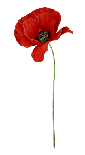 Poppy